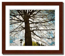 Load image into Gallery viewer, Silent Witness - tree photo Dawn Richerson - Life &amp; Art in the Year of Coronavirus - 8x10 framed
