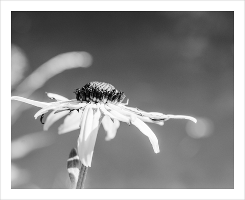 Summer Stretch flower photograph black and white Blue Ridge Parkway photograph Dawn Richerson 8x10