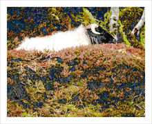 Load image into Gallery viewer, Surprise Sheep Ireland Photo Alterations Most True Ireland Photo Dawn Richerson 8x10 design print
