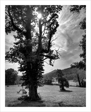 Load image into Gallery viewer, Too Old to Think of Time tree photograph black and white Blue Ridge Parkway photograph Dawn Richerson 8x10
