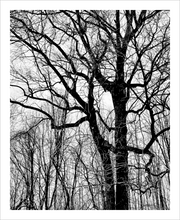 Load image into Gallery viewer, Up in Arms tree photograph black and white Blue Ridge Parkway photograph Dawn Richerson 8x10
