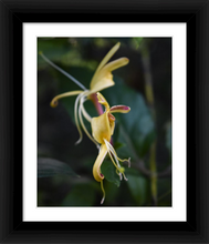 Load image into Gallery viewer, DELICATE DANCER ☼ Soul of Nature {Photo Print}
