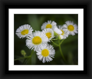 Focus on the Finer Things - Life & Art in the Time of Coronavirus - Dawn Richerson Photography 8x10 framed