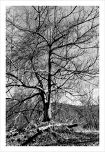 Load image into Gallery viewer, Fugue winter nature photograph black and white tree photo Dawn Richerson 8x12
