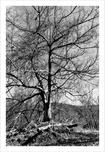 Fugue winter nature photograph black and white tree photo Dawn Richerson 8x12