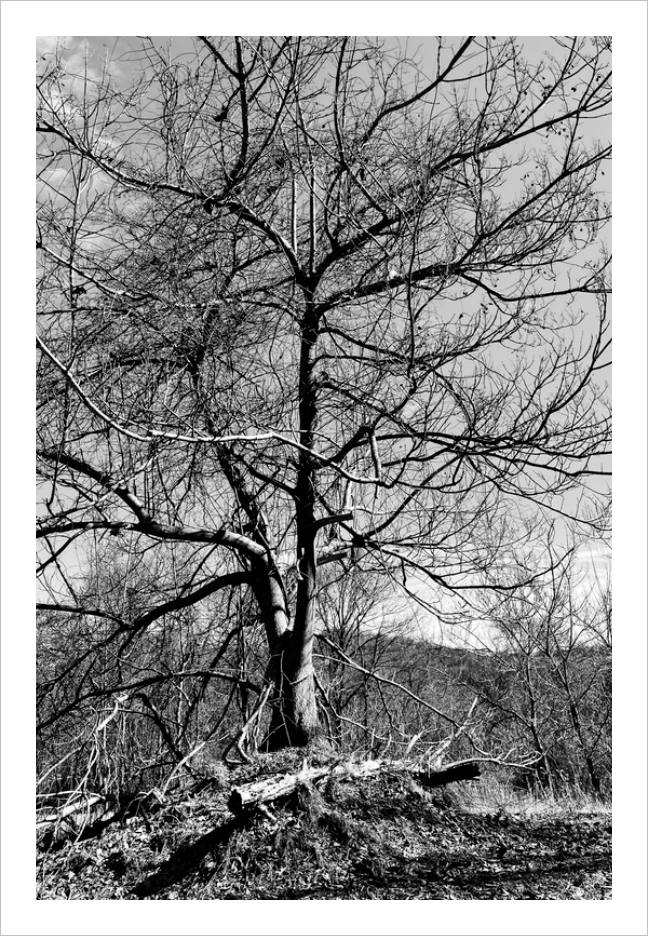 Fugue winter nature photograph black and white tree photo Dawn Richerson 8x12