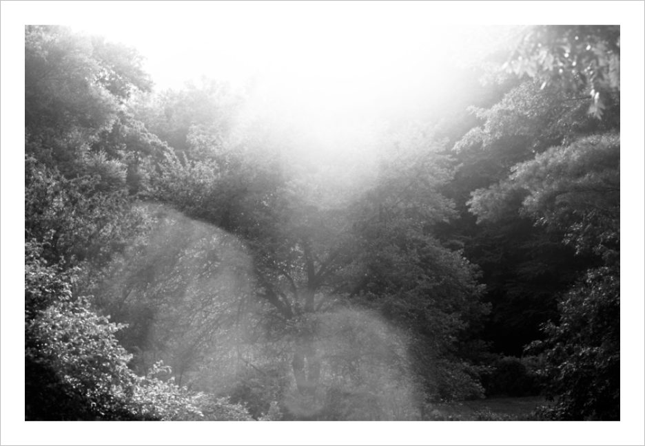 Second Eden Blue Ridge Parkway tree photograph black and white 8x12
