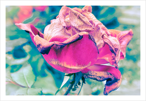 SHE RIDES ON THE ROSE-PETALLED DRAGON ☼ Winter Walk #3 Nature of Rest {Photo Print}