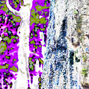 Birth of an Earthly Radiance Alterations Most True tree art print digital art Dawn Richerson 8x8