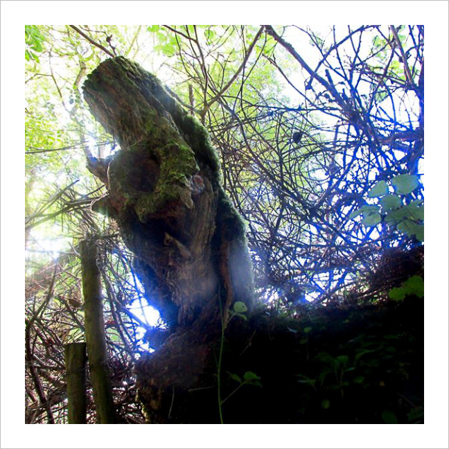 Testimony of Light - Glencar Waterfall County Leitrim Ireland photograph 8x8