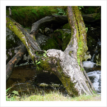 Load image into Gallery viewer, Upraised - Faithscapes photo of tree in France - crucifixion - Jesus - tree photo 8x8

