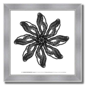 #9 Flower of Restoration ☼ Diamond Dimensions SEA Series {Art Print} Design Print New Dawn Studios 8x8 Framed 