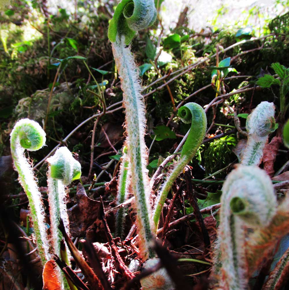 BELONGING ☼ Soul of Nature {Photo Print}