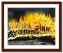 Load image into Gallery viewer, Growing Golden ☼ Soul of Nature {Photo Print} Photo Print New Dawn Studios 11x14 Framed 
