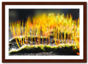 Growing Golden ☼ Soul of Nature {Photo Print} Photo Print New Dawn Studios 12x18 Framed 
