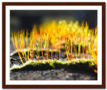 Load image into Gallery viewer, Growing Golden ☼ Soul of Nature {Photo Print} Photo Print New Dawn Studios 16x20 Framed 
