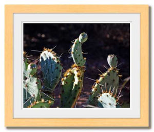 Present to Our Prickly Past - Spirit of the Southwest cactus photo - The Nature of Love Series - Dawn Richerson 8x10 framed