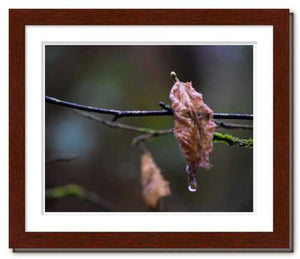Shared Sorrow ☼ Soul of Nature {Photo Print} Photo Print New Dawn Studios 8x10 Framed 