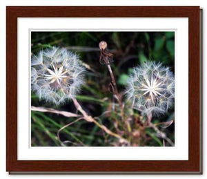 Together in Whatever World ☼ Soul of Nature {Photo Print} Photo Print New Dawn Studios 8x10 Framed TOGETHER IN WHATEVER WORLD ☼ Soul of Nature {Photo Print} 8x10 framed