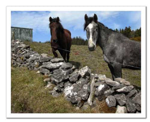 Two Horses at Knocknarae ☼ Soul of Ireland {Photo Print} Photo Print New Dawn Studios 11x14 Unframed 
