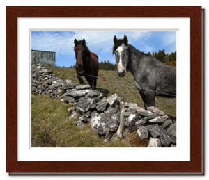Two Horses at Knocknarae ☼ Soul of Ireland {Photo Print} Photo Print New Dawn Studios 8x10 Framed 