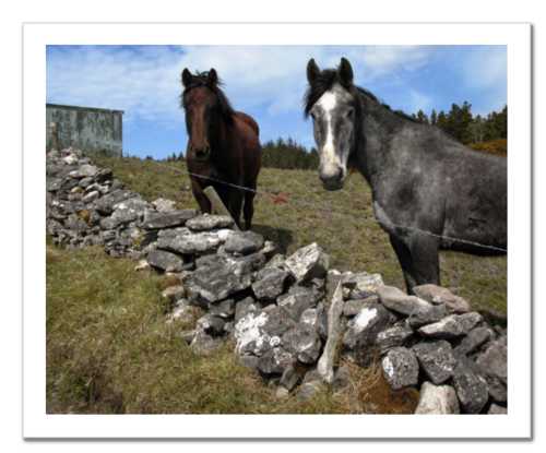 Two Horses at Knocknarae ☼ Soul of Ireland {Photo Print} Photo Print New Dawn Studios 8x10 Unframed 