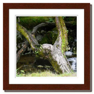 Upraised ☼ Faithscapes & Soul of Nature {Photo Print} Photo Print New Dawn Studios 8x8 Framed 