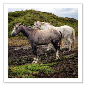 Working Together ☼ Soul of Ireland Horses {Photo Print} Photo Print New Dawn Studios 8x8 Unframed 